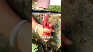 Тысячи яиц улиток угрожают этой ферме.#usa