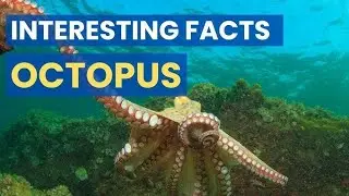 Heraan Krdene Wale Octopus Haqaiq 😮