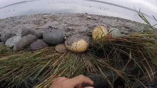 Duck hunting with pellet gun new video of 2020