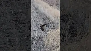 Ring Necked Pheasant Cock Fight