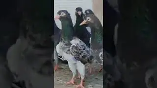 Royal Teddy pigeon | Color Teddy Pigeon | Royal Teddy | Bird Life Care
