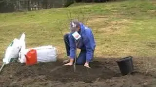 Planting a Peach Tree