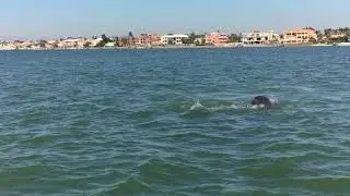 Tampa Bay Dolphin Watching Boat Tour