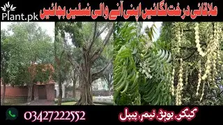 Plant for Pakistan Plant for next Generations | Plant native trees | Plant.pk