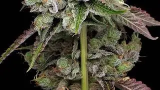 Tenzin Kush #4 Zoom