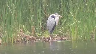 Grey Heron Ardea Cinerea Birds Birding by Simbird Birder