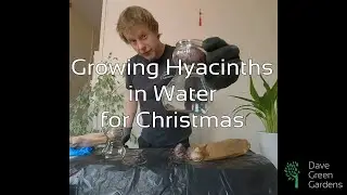 Growing Hyacinths in Water for Christmas