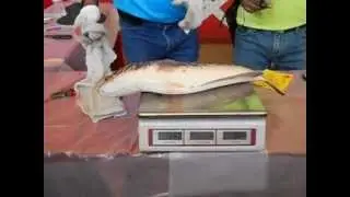 Giant Snakehead being weighed: 1.66kg