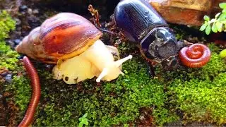 Rare Wildlife Encounter : Millipede, Snail & Rhinoceros Beetle Meetup #millipede #Educational