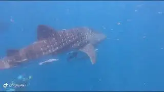 whale shark at Ko Tao