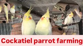Cockatiel parrot farm (We have built the best farm for cockatiel parrot 🔥💯🔥🤍🤍 for breeding 🦜🦜😁