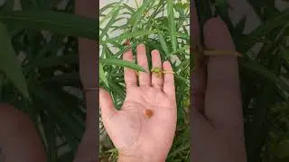 kaner oleander seed#plant#shorts#