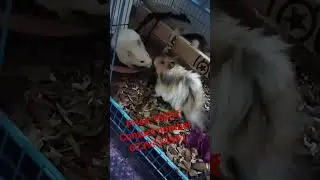 hamster price cheapest for punjab,in moga contact number screen show just for Oder now