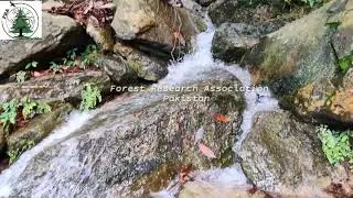 Deep Freeze Springs water in the middle #Forest in #Swat #Pakistan. #PakistanTourism #FreshWater