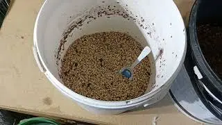 Naturalne karmienie gołębi 🕊️💯👍Amol- chrzan 🧄🥕