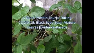 A Good Protein Source During COVID-19: Black Eyed Bean Mature Leaves (Evidence-Based) 眉豆成熟叶片是良好蛋白质来源