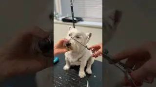 Westie head grooming