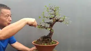 Simple and practical pruning methods in the formation of bonsai雀梅盆景成型中簡單實用的修剪方法