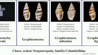 Choco, ordem Neogastropoda, fam&iacute;lia Columbellidae graphicomassa cosmioconcha margarita elegans