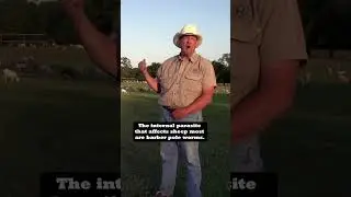 Will Harris explains how sheep and cattle work together