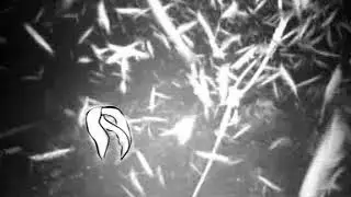 A beginning: Euphausia superba (Antarctic krill)