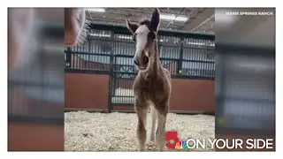 2 Budweiser Clydesdales born at Warm Springs Ranch