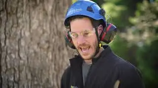 How to Perform a Pre-Climb Tree Inspection