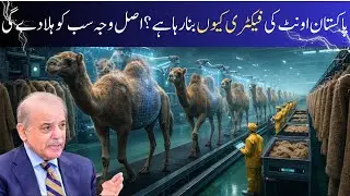 Why Is Pakistan Building a Camel Factory? The Shocking Real Reason Revealed!