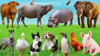 🎶 Bản Nhạc Muôn Loài Bắt Nhịp Tuổi Thơ – Khi Cún, Mèo, Dê & Bò Trổ Tài Hát Ca Vui Nhộn | Animals🐶🐱🐐🐄