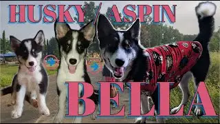 HUSKY-ASPIN | HUSPIN | CROSSBREED
