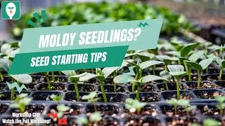 Dealing with Moldy Seedlings: Prevention & Treatment 🌱