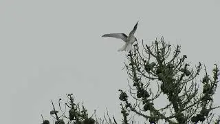 White-tailed Kite at Lobos Creek Valley Trail