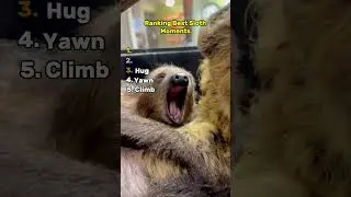 Best Sloth Moments