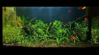 # My low tech planted fish tank setup #activity 