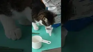 Menko the Cat, Do You Really Need To Drink From There?