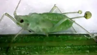 Aphid Defense Mechanism