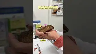 Is Your Skink&rsquo;s Bedding Safe? Important Health Considerations