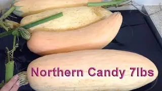 Saving my North Georgia candy roaster squash  #wintersquash #nodig #thenodiggardener