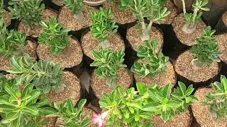 देखिए मल्टी ब्रांच अडेनियम को रिपोट किसमे किया How to repot multi branch adenium in 8 inch grow bag