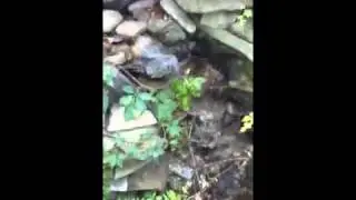 My small water garden