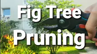 Summer fig tree pruning  #treepruning  #figtree