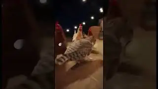#cats #cat #meowl #funny #ai #brainrot #fyp