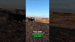 Catch #Calves #Safely with the #FastCatch #Calf Catcher!