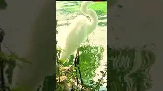 Nature's Surprise : Great Egret #nature #birds #shorts
