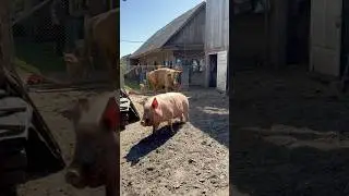 Бик і кабан спортсмени #villagelife #diy #pig #bull #farm #animals #farming #village #animal