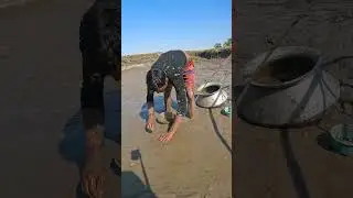 Catching Big Snakehead Fish by Hand |Amazing Fishing Technique #HandFishing #SnakeheadFish #SholFish