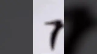 Pterodactyl caught on camera