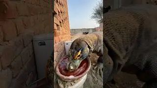 comodo dragon trap 🤫
