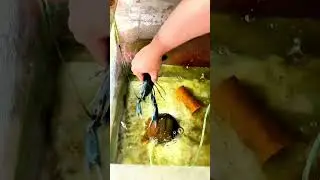 Австралийские красноклешневые раки против пресноводных креветок #каменистый #музыка #аквариум #кр...