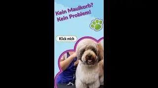 Der sanfte Trick f&uuml;r nerv&ouml;se Hunde beim Haareschneiden - Kein Maulkorb n&ouml;tig!